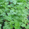 PARSLEY, Plain