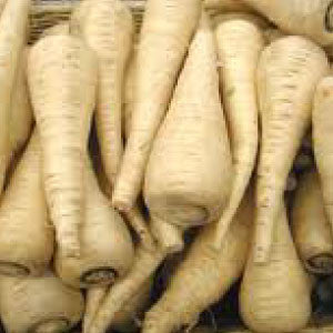 PARSNIPS, Hollow Crown - 99¢ Cent Heirloom Seeds: Heirloom,Bulk	