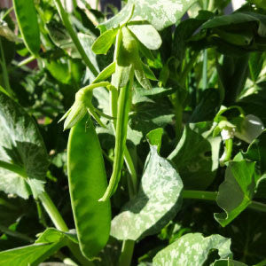 PEAS, Oregon Sugar Pod - 99¢ Cent Heirloom Seeds: Heirloom,Bulk	