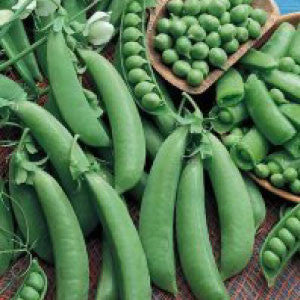 PEAS, Cascadia - 99¢ Cent Heirloom Seeds: Heirloom,Bulk	