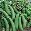 PEA Seeds, Cascadia