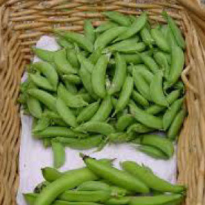 PEAS, Little Marvel Shelling - 99¢ Cent Heirloom Seeds: Heirloom,Bulk	