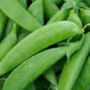 PEAS, Sugar Anne Snap - 99¢ Cent Heirloom Seeds: Heirloom,Bulk	