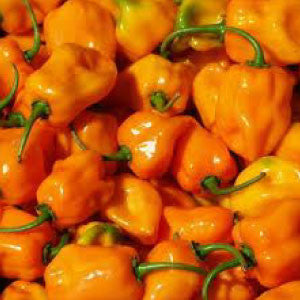 HOT PEPPER, Habanero - 99¢ Cent Heirloom Seeds: Heirloom,Bulk	