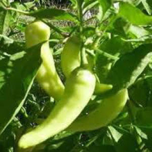 PEPPER, Sweet Banana - 99¢ Cent Heirloom Seeds: Heirloom,Bulk	