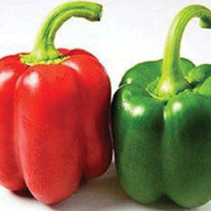 PEPPER, Yolo Wonder - 99¢ Cent Heirloom Seeds: Heirloom,Bulk	