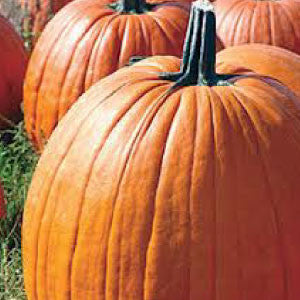 PUMPKIN, Connecticut Field - 99¢ Cent Heirloom Seeds: Heirloom,Bulk	