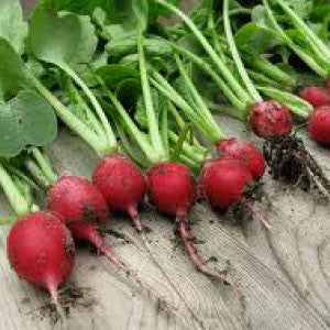 RADISH, Cherry Belle - 99¢ Cent Heirloom Seeds: Heirloom,Bulk	