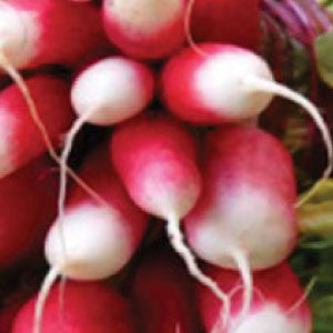 RADISH, French Breakfast - 99¢ Cent Heirloom Seeds: Heirloom,Bulk	