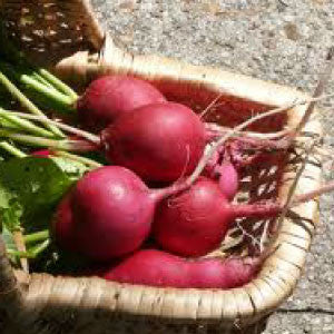 RADISH, German Giant - 99¢ Cent Heirloom Seeds: Heirloom,Bulk	