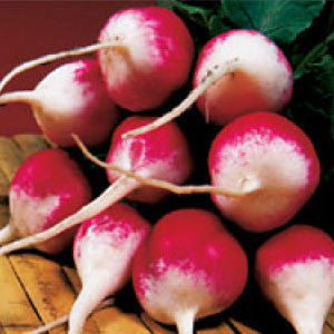 RADISH, Sparkler - 99¢ Cent Heirloom Seeds: Heirloom,Bulk	