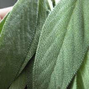 SAGE - 99¢ Cent Heirloom Seeds: Herb	