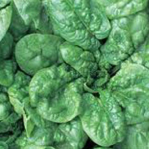 SPINACH, Bloomsdale (Long Standing) - 99¢ Cent Heirloom Seeds: Heirloom,Bulk	