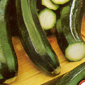 SQUASH, Black Beauty - 99¢ Cent Heirloom Seeds: Heirloom,Bulk	