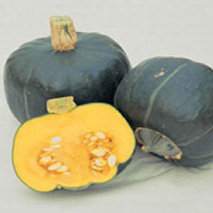 SQUASH (Buttercup), Burgess - 99¢ Cent Heirloom Seeds: Heirloom,Bulk	