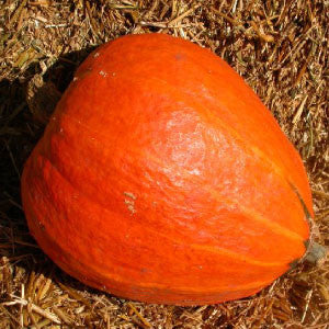 SQUASH, Golden Delicious - 99¢ Cent Heirloom Seeds: Heirloom,Bulk	