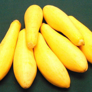 SQUASH, Saffron - 99¢ Cent Heirloom Seeds: Heirloom,Bulk	