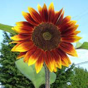 SUNFLOWER, Autumn Beauty - 99¢ Cent Heirloom Seeds: Flower,Bulk	