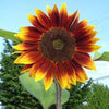 SUNFLOWER, Autumn Beauty