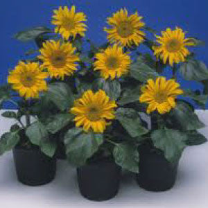 SUNFLOWER, Incredible Dwarf - 99¢ Cent Heirloom Seeds: Flower,Bulk	