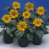 SUNFLOWER Seeds, Incredible Dwarf