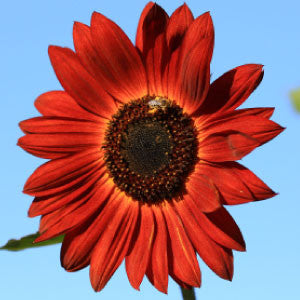 SUNFLOWER, Velvet Queen - 99¢ Cent Heirloom Seeds: Flower,Bulk	