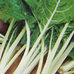 SWISS CHARD, Fordhook Giant - 99¢ Cent Heirloom Seeds: Heirloom,Bulk	