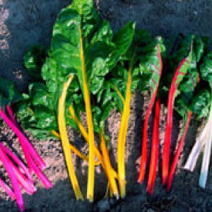 SWISS CHARD, Northern Lights Mix - 99¢ Cent Heirloom Seeds: Heirloom,Bulk	