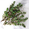 THYME