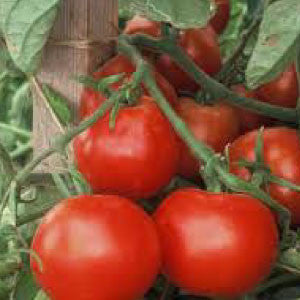 TOMATO, Beefsteak - 99¢ Cent Heirloom Seeds: Heirloom	