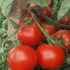 TOMATO, Beefsteak