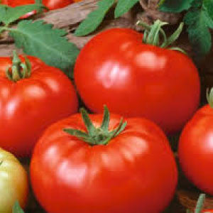 TOMATO, German Johnson - 99¢ Cent Heirloom Seeds: Heirloom	