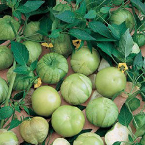 TOMATO, Tomatillo Verde - 99¢ Cent Heirloom Seeds: Heirloom	