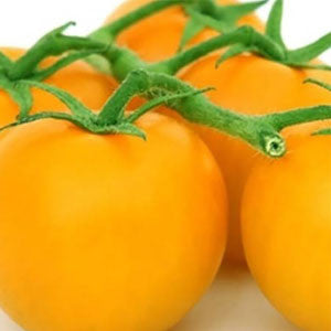 TOMATO, Yellow Plum - 99¢ Cent Heirloom Seeds: Heirloom	