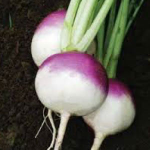 TURNIP, Purple Top White Globe - 99¢ Cent Heirloom Seeds: Heirloom,Bulk	