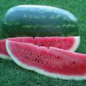 WATERMELON, Black Diamond - 99¢ Cent Heirloom Seeds: Heirloom,Bulk	