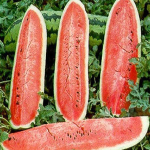 WATERMELON, Jubilee - 99¢ Cent Heirloom Seeds: Heirloom,Bulk	