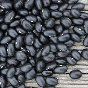 "BEAN, Black Turtle Bush" - Bulk Heirloom Seeds Wholesale