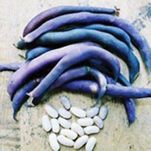 "BEAN, Royalty Purple Bush" - Bulk Heirloom Seeds Wholesale