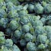 BRUSSEL SPROUT, Long Island