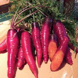 "CARROT, Cosmic Purple" - Bulk Heirloom Seeds Wholesale