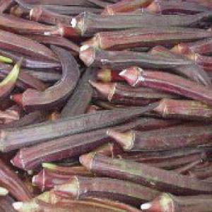 "OKRA, Red Burgundy" - Bulk Heirloom Seeds Wholesale