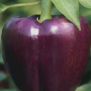 "PEPPER, Purple Beauty" - Bulk Heirloom Seeds Wholesale