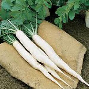 "RADISH, Long White Icicle" - Bulk Heirloom Seeds Wholesale