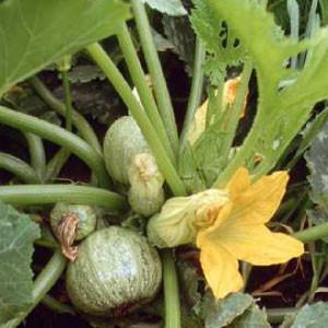 "SQUASH, Zucchini Round" - Bulk Heirloom Seeds Wholesale