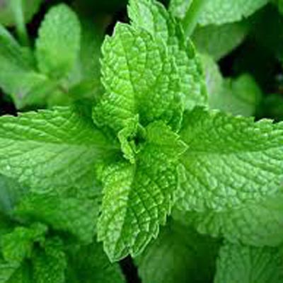 spearmint plant seeds Mint, Spearmint (Mentha spicata) 1 oz (~100000 Seeds)