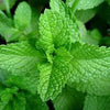 SPEARMINT (Mint)