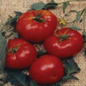 "TOMATO, Brandywine Red" - Bulk Heirloom Seeds Wholesale