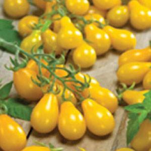"TOMATO, Yellow Pear" - Bulk Heirloom Seeds Wholesale